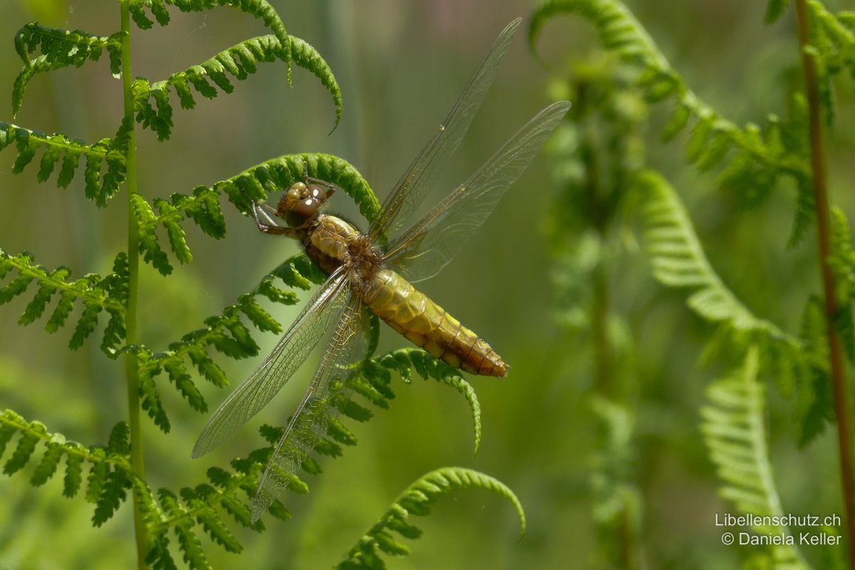 Plattbauch (Libellula depressa), Jungtier. Frisch geschlüpftes Tier. Viele Färbungsmerkmale inklusive der dunklen Flügelbasen sind noch wenig ausgeprägt. Der breite flache Körper macht die Art aber auch in diesem Stadium unverkennbar.