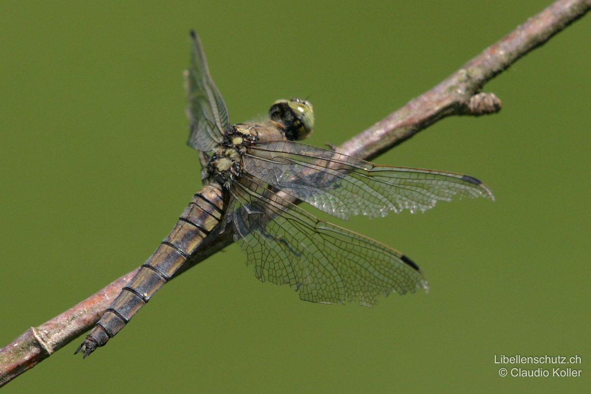 Grosser Blaupfeil (Orthetrum cancellatum), Weibchen. Sehr altes Exemplar. Grundfarbe hier ein schmutziges graubraun. Die Zeichnung ist kaum mehr auszumachen.