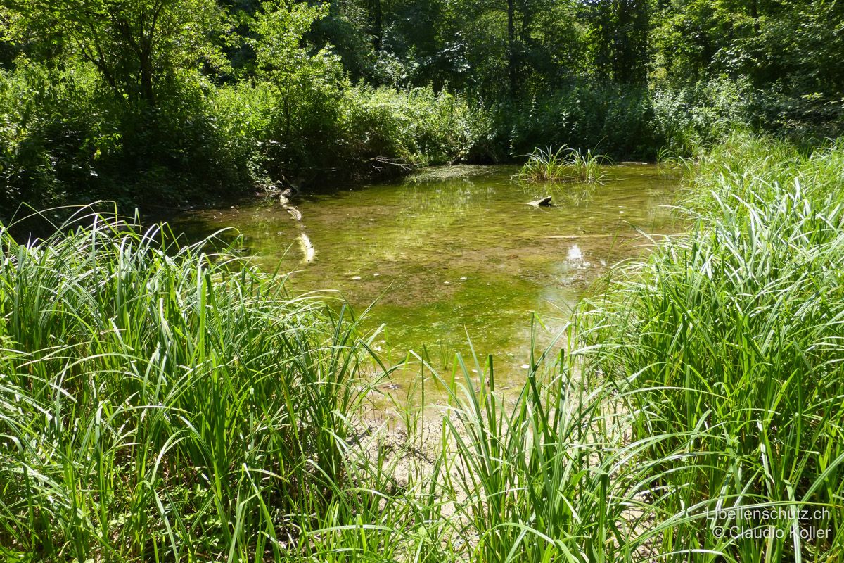 Grundwassergespeister Weiher im Auenwald bei Brugg AG. Dieses Gewässer im Wald hat weder einen Zu- noch einen Abfluss. Das klare, kühle Grundwasser drückt direkt aus dem Boden und erwärmt sich hier relativ schnell. Nebst Kleinem und Südlichem Blaupfeil (O. coerulescens, O. brunneum) Fliegen hier auch typische Arten der Stillgewässer.