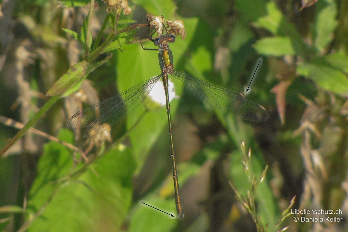 Weidenjungfer (Chalcolestes viridis), Männchen. Hinterleibsanhänge auffällig weiss, Pterostigmen hell.