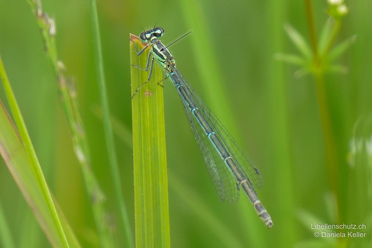 Hufeisen-Azurjungfer (Coenagrion puella), Weibchen. Seltenere bläuliche Form. Durchgehende, helle, schmale Antehumeralstreifen gut sichtbar.