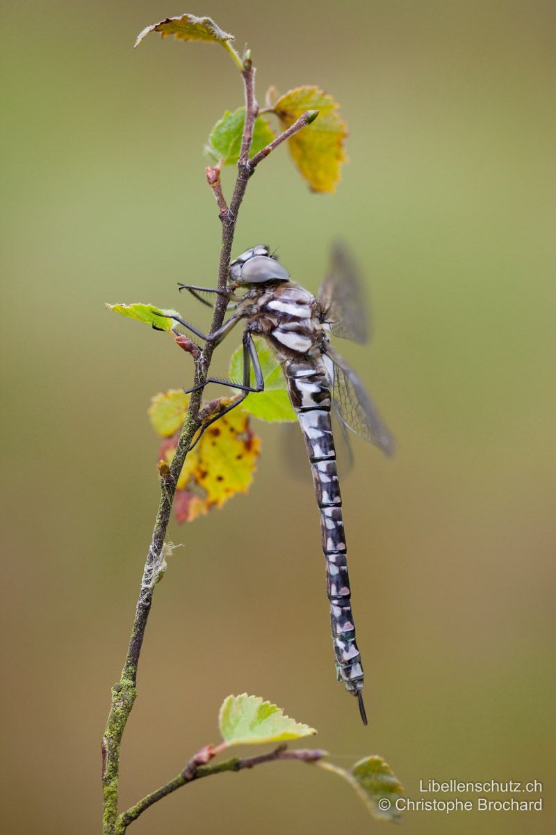 Hochmoor-Mosaikjungfer (Aeshna subarctica), junges Weibchen. Abdomen dunkelbraun, mit gelben bis grünlichen Flecken, die unter Umständen wie hier rötlich und später auch bläulich erscheinen können.