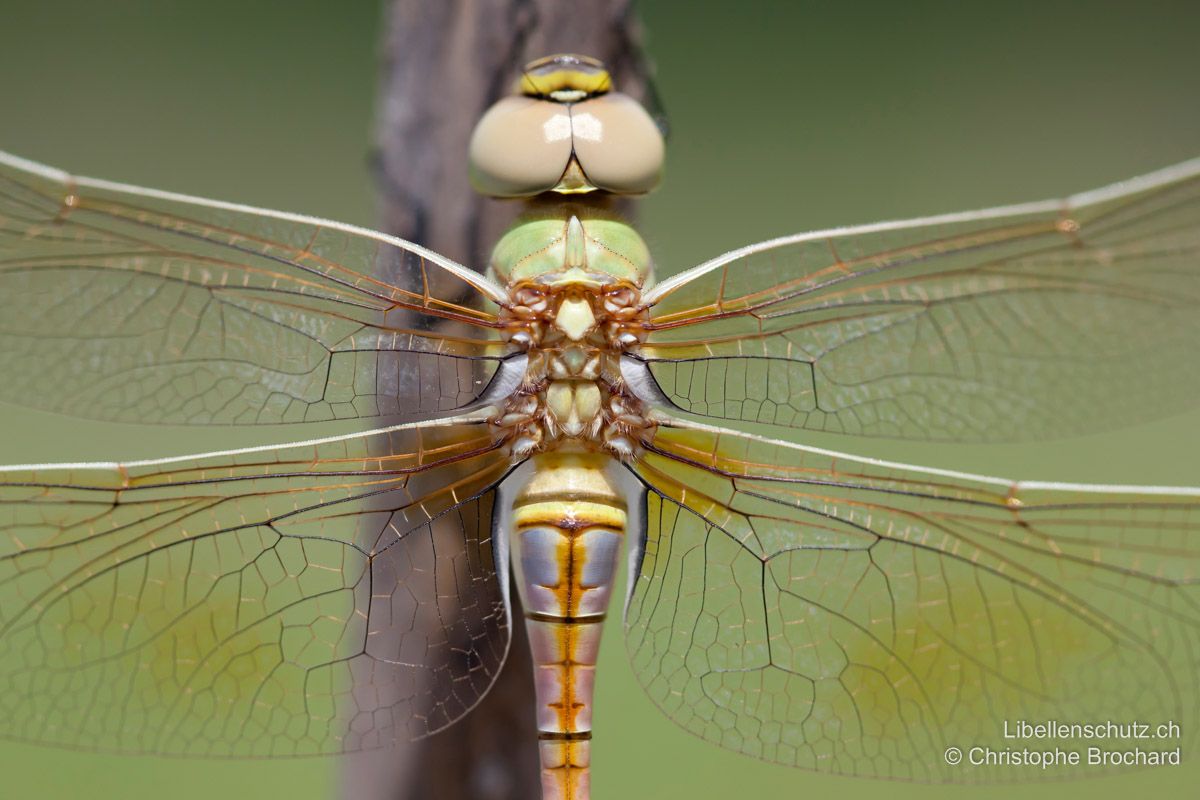 Schabrackenlibelle (Anax ephippiger), junges Weibchen. Bei Jungtieren entsteht das Bild einer bunten, blau-orange-gelb gefärbten Libelle.