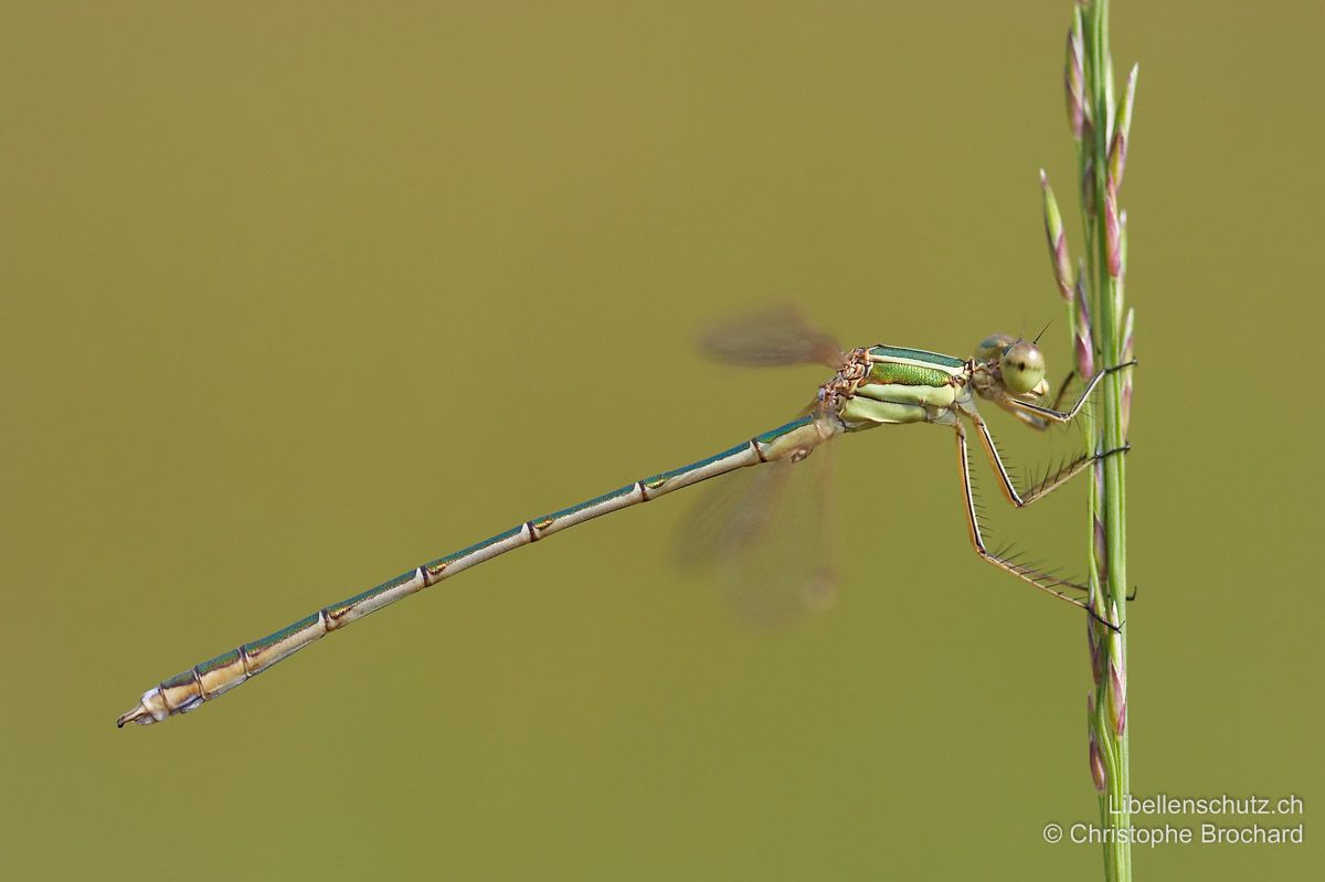 Südliche Binsenjungfer (Lestes barbarus), Männchen. Die Seiten der beiden hintersten Abdominalsegmente (S9 und S10) sind elfenbeinfarben/hell.