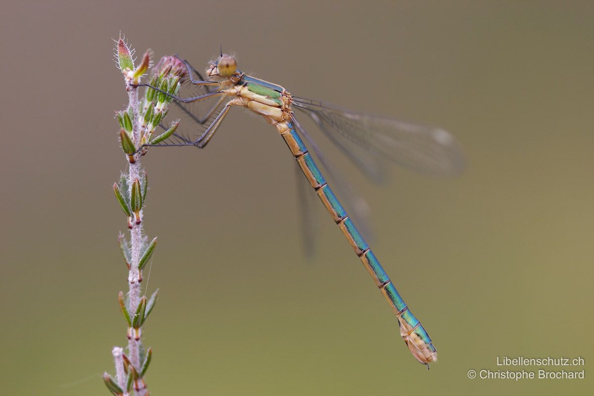 Glänzende Binsenjungfer (Lestes dryas), Weibchen. Unterseite des Abdomens gelblich. Bei diesem jungen Tier sind auch die Augen noch gelblich braun.