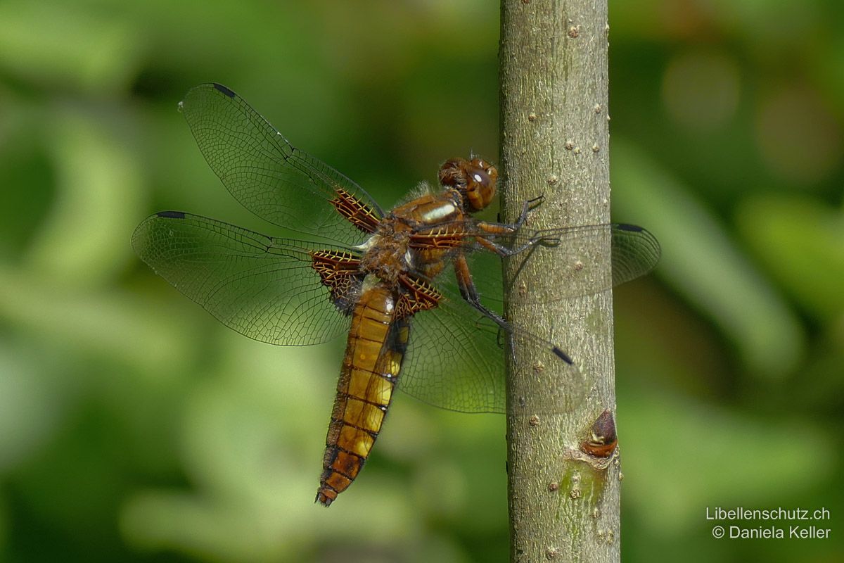 Plattbauch (Libellula depressa), Weibchen. Im Alter werden die Weibchen zunehmend dunkelbraun. Die typische Form des Abdomens sowie weitere typische Artmerkmale wie die schwarzen Flügelbasen, die hellen Antehumeralstreifen und die kastanienbraunen Augen machen es aber durchgehend unverkennbar.