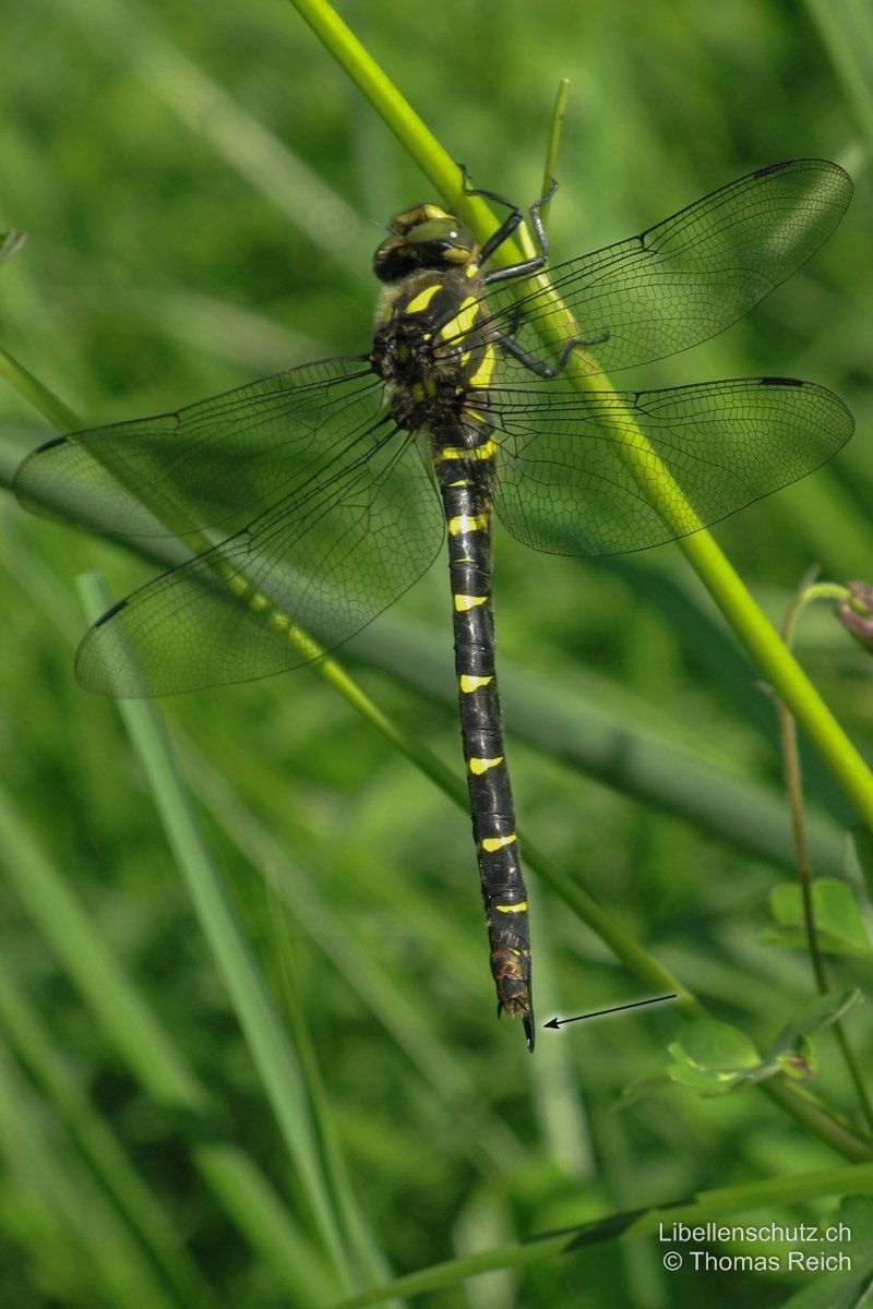 Gestreifte Quelljungfer (Cordulegaster bidentata), Weibchen. Sehr ähnlich dem Männchen, aber mit langem, den Hinterleib überragendem schwarzem Legestachel.