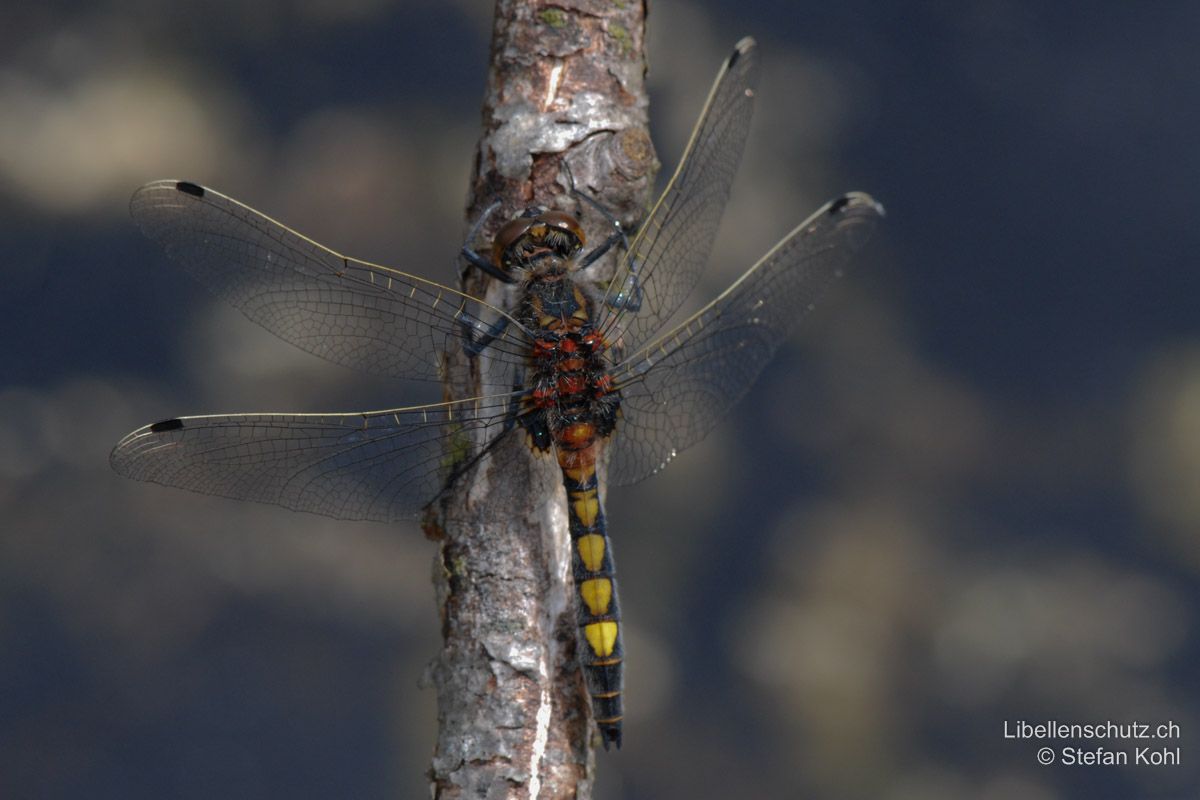 Grosse Moosjungfer (Leucorrhinia pectoralis), Männchen. Junge Männchen färben von gelb über orange zu rot-braun um. Nur S7 bleibt gelb.