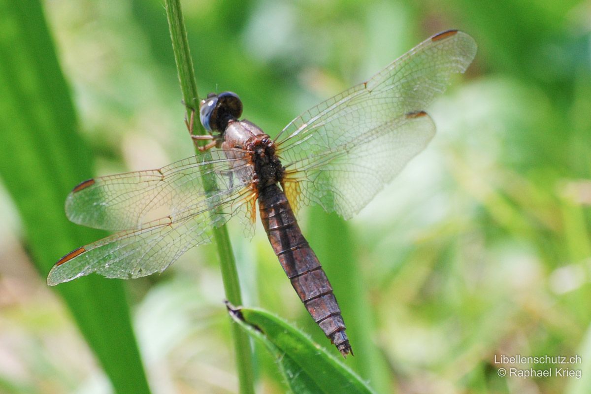 Feuerlibelle (Crocothemis erythraea), Weibchen. Dieses alte Exemplar weist eine fast dunkelviolette Färbung auf. Die typischen Artmerkmale, safrangelbe Hinterflügelbasen und abgeflachtes Abdomen, bleiben aber auch bei ausgefallenen Färbungsvarianten konstant. Die Augen sind bei reifen Weibchen typischerweise bläulich.