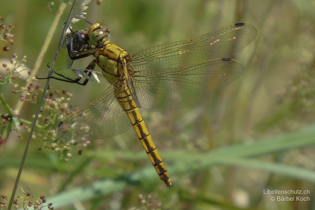 Grosser Blaupfeil (Orthetrum cancellatum), Weibchen. Bei frischen Individuen ist das Abdomen gelblich mit schwarzen, geraden Längslinien.