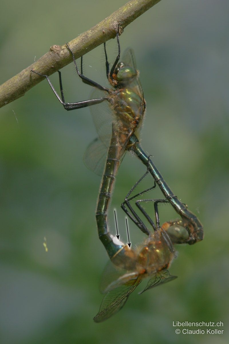 Falkenlibelle (Cordulia aenea), Paarungsrad. Grosse helle Flecken auf der Unterseite von S2 und S3 beim Weibchen besonders gut sichtbar.