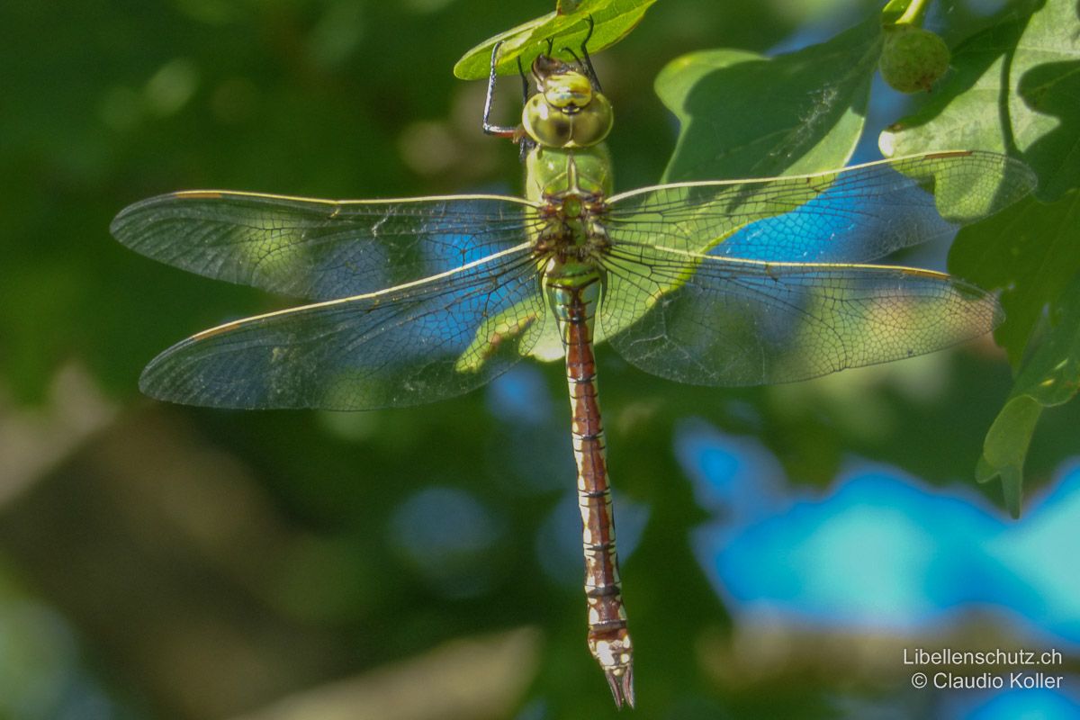 Grosse Königslibelle (Anax imperator), Weibchen. Junges Exemplar. Vorwiegend rotbraun (Mittellinie) und grün gefärbt.