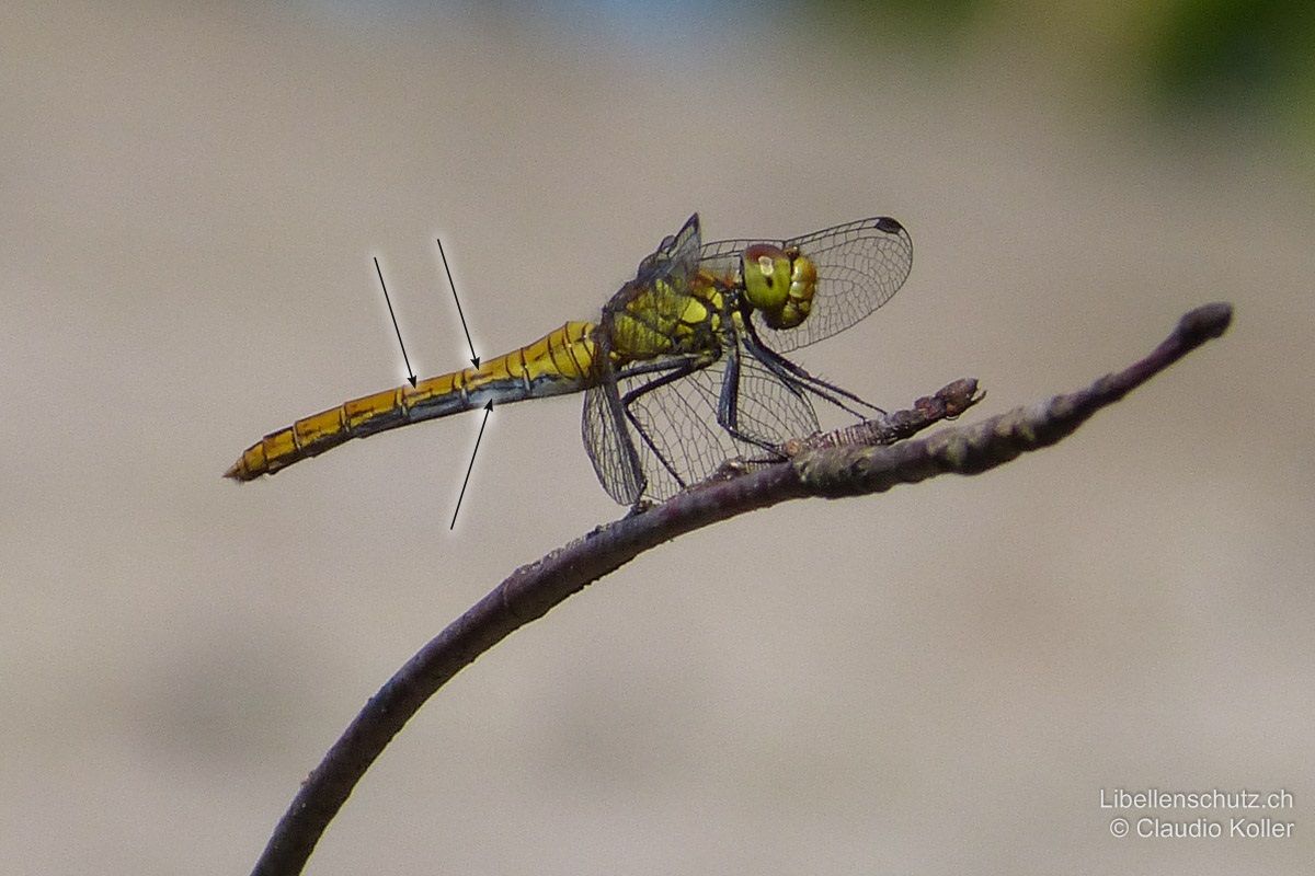 Blutrote Heidelibelle (Sympetrum sanguineum), Weibchen. Abdomen gelb mit schwarzer Zeichnung (selten kommen rote Formen vor). Über dem schwarzen Längsstrich an den Abdomenseiten oft noch zusätzliche einzelne Striche auf den Segmenten. Legeklappe anliegend.