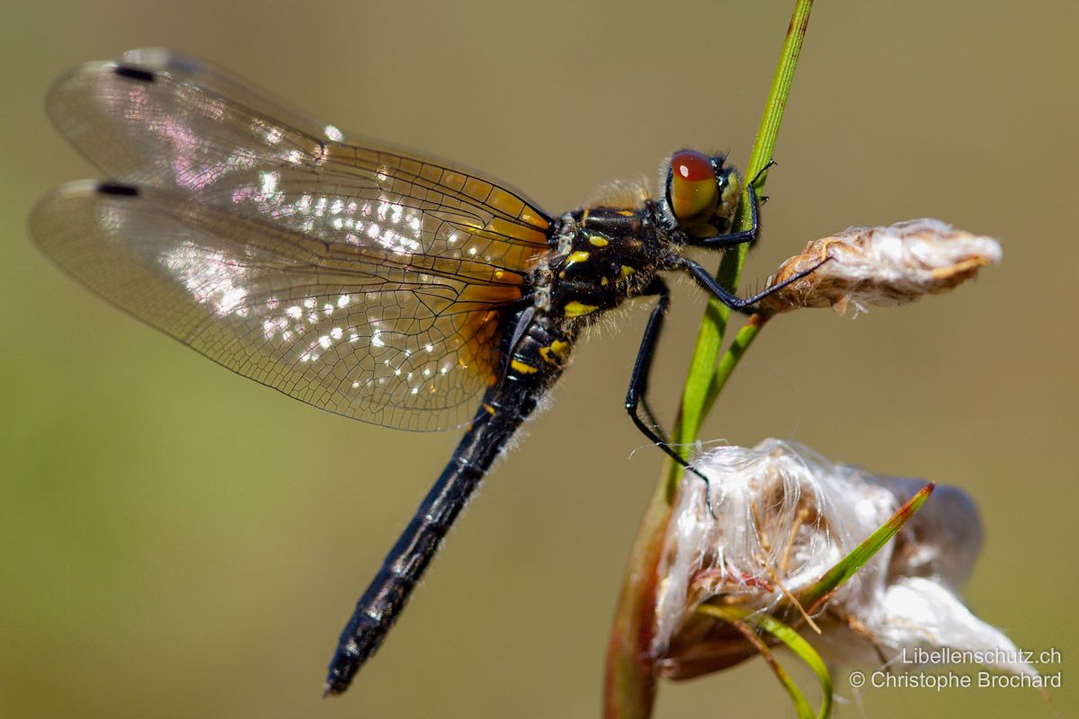 Östliche Moosjungfer (Leucorrhinia albifrons), junges Weibchen. Bei Jungtieren sind die Augen rot, beim Weibchen werden sie später braun.