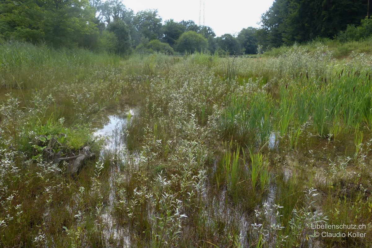 Amphibientümpel im Auenschutzpark bei Rupperswil AG. Auch diese Kleingewässer wurden zu Naturschutzzwecken angelegt. Ein zunehmender Bewuchs mit Weiden verändert den Pioniercharakter stetig. Das Tümpelsystem wird im oberen Teil von Grundwasser gespeist und beherbergt dort Arten wie den Kleinen und den Südlichen Blaupfeil (O. coerulescens, O. brunneum). Im unteren Teil erwärmt sich das Wasser und es dominieren Arten mittlerer Pionierstadien wie Gemeine Winterlibelle (S. fusca) und Heidelibellen (Sympetrum spp.).