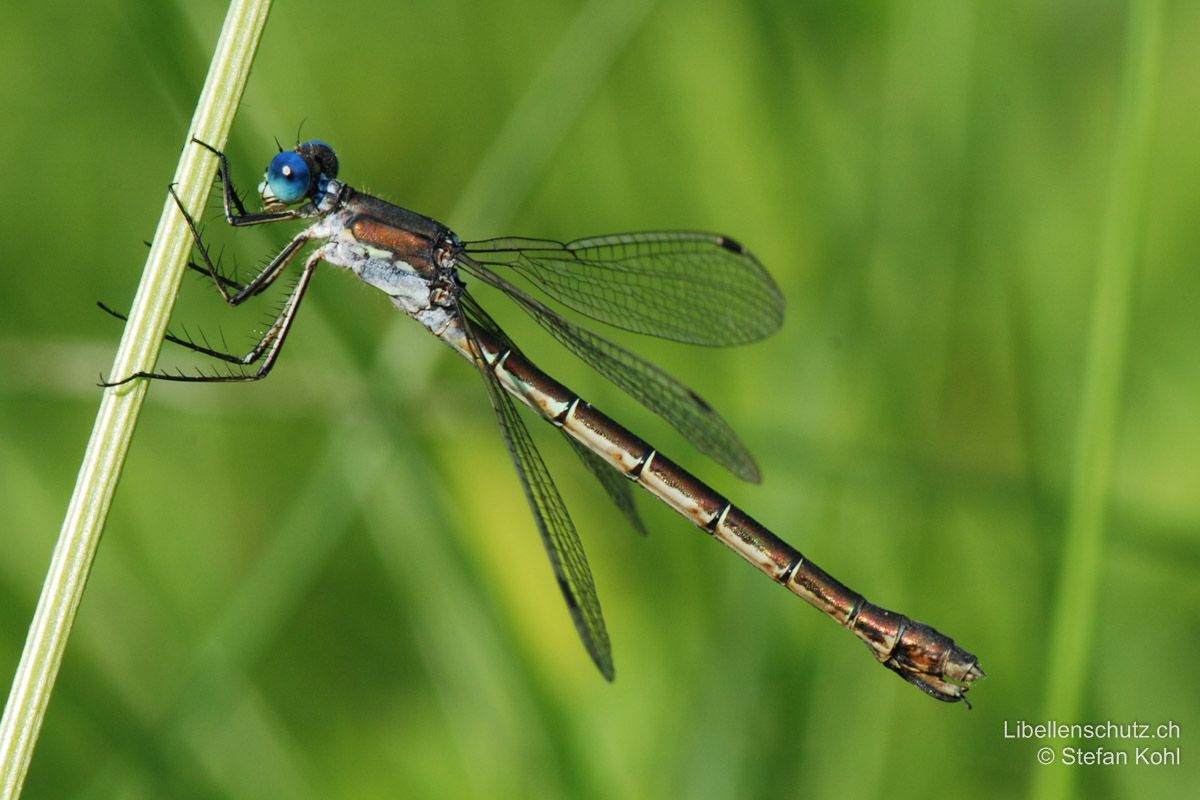 Glänzende Binsenjungfer (Lestes dryas), Weibchen. Der Legeapparat wirkt sehr massiv.