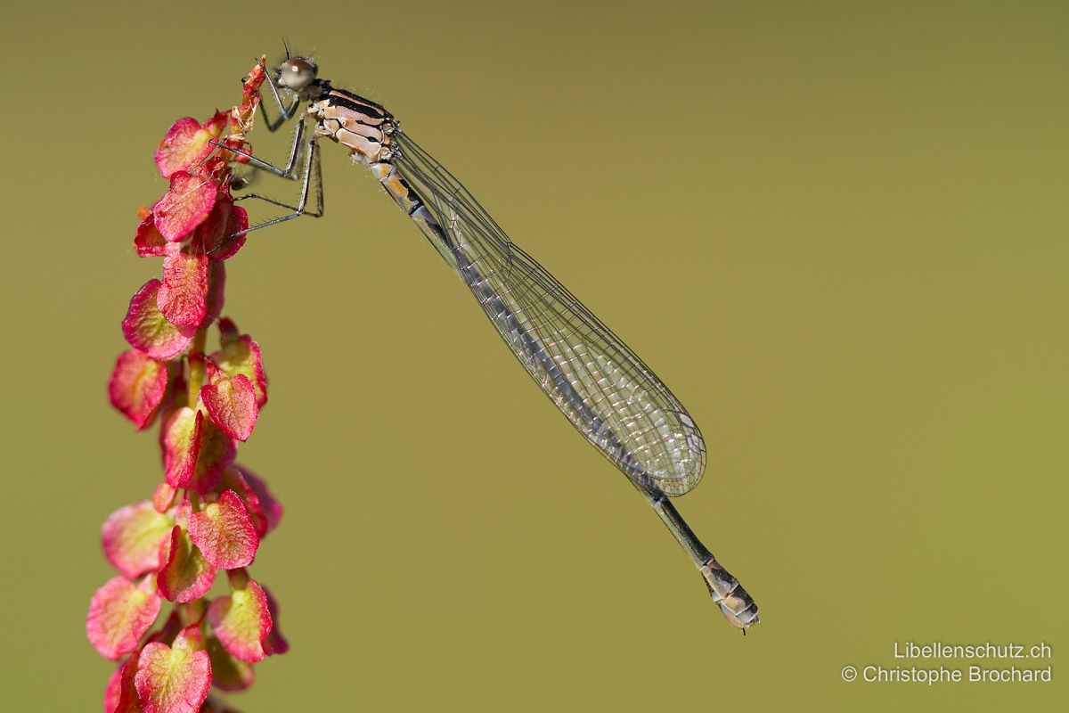 Fledermaus-Azurjungfer (Coenagrion pulchellum), Jungtier. Junges Weibchen mit rosarotem Thorax. Die Pterostigmen sind noch weiss, die Pokal-Zeichnung auf S2 ist bereits erkennbar.