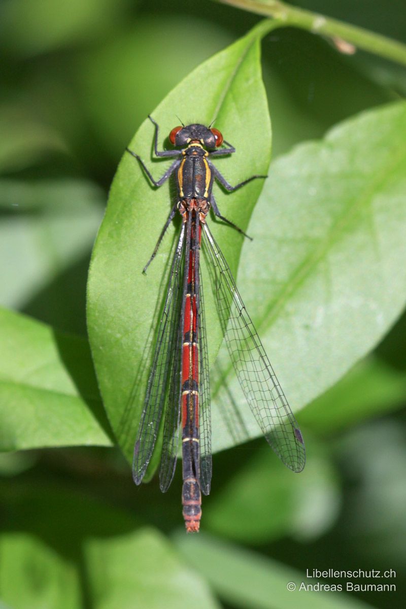 Frühe Adonislibelle (Pyrrhosoma nymphula), Weibchen. Forma typica: S2-S6 rot mit schwarzer Zeichnung, S7-S9 mehrheitlich schwarz.