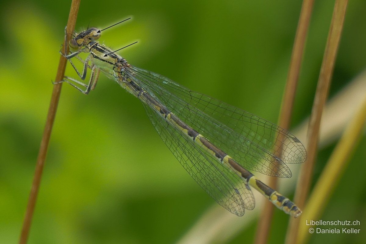 Gemeine Becherjungfer (Enallagma cyathigerum), Weibchen. Grundfarbe bräunlich, gelblich, grünlich, mit schwarzer "Torpedo"-Zeichnung auf jedem Abdominalsegment. Die hellen Antehumeralstreifen sind breit (breiter als schwarzer Streifen unterhalb), Postokularflecken hell und gross.