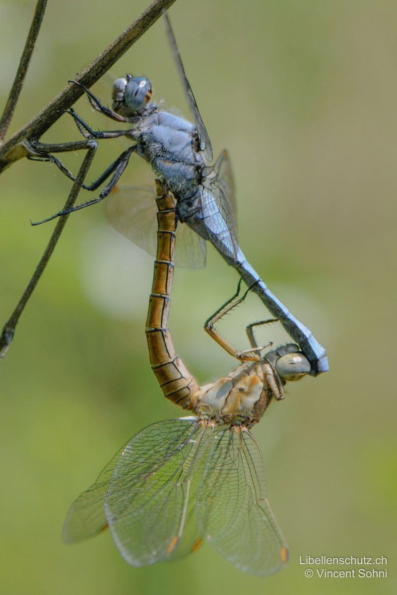 Südlicher Blaupfeil (Orthetrum brunneum), Paarungsrad.