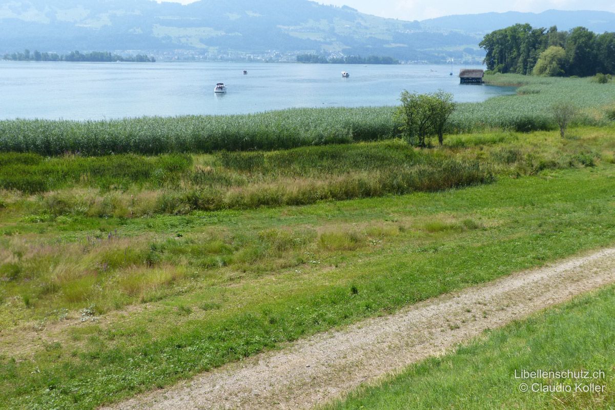 Ufer des Zürichsee bei Kempraten ZH. Grössere Seen wie der Zürichsee bieten nur im Uferbereich Lebensraum für Libellen. Landseits des Schilfgürtels findet sich hier ein kleiner Überschwemmungsbereich.