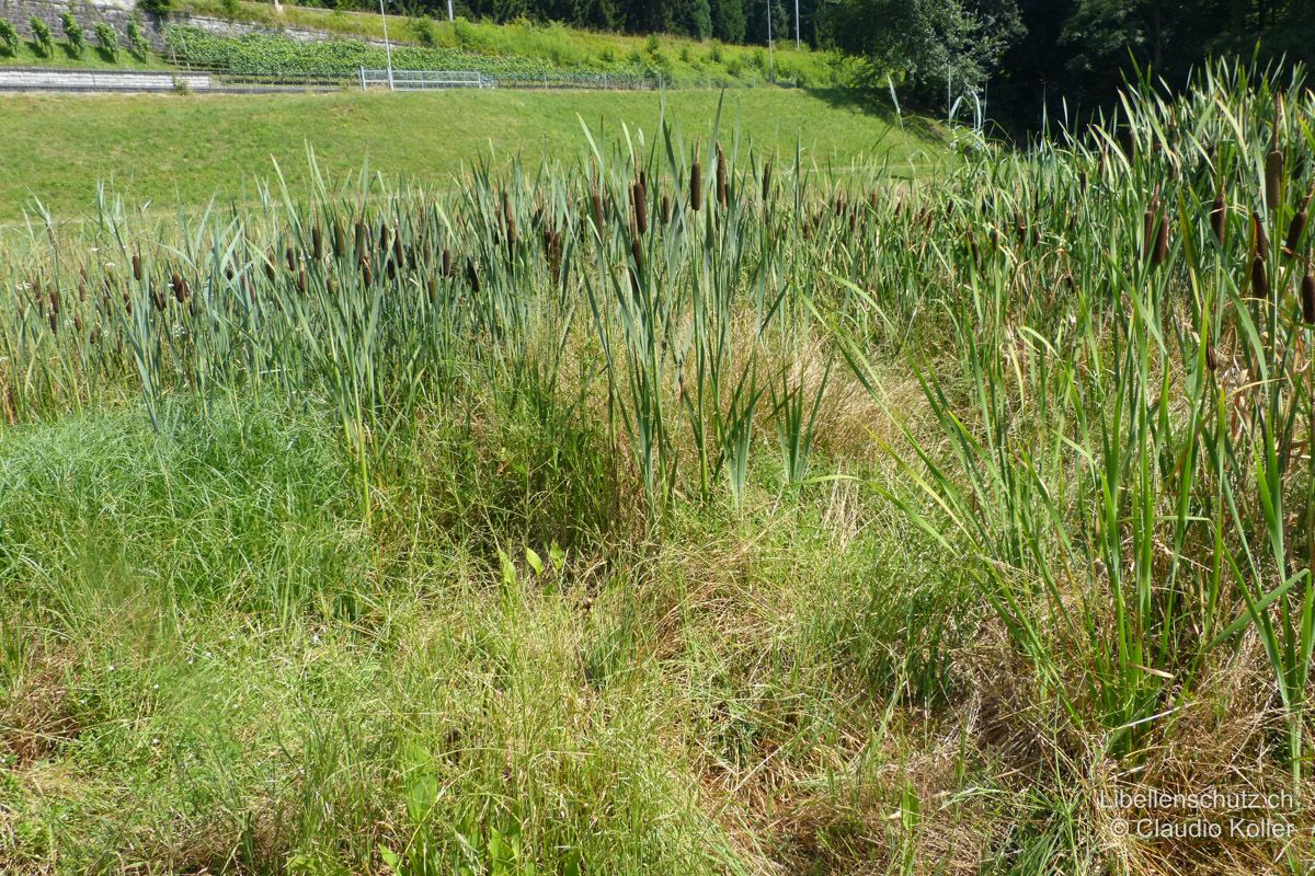 Ufer des Zürichsee bei Kempraten ZH. Der Überschwemmungsbereich ist vorwiegend mit Rohrkolben bewachsen und im Frühling vernässt, im Sommer trocknet er aus. Hier entwickeln sich Arten wie der Östliche Blaupfeil (O. albistylum) und verschiedene Heidelibellen (Sympetrum sp.).