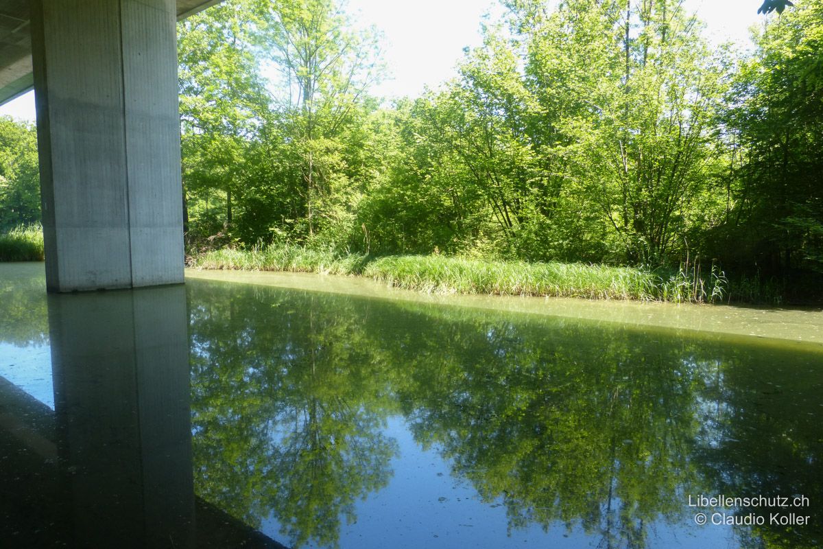 Weiher unter der Autobahnbrücke bei Brugg AG. Dieser Weiher unter einer Autobahnbrücke ist für Libellen viel zu schattig. Das Wasser ist trüb. Die Ufer sind aber bewachsen und es entwickeln sich hier nur wenig Arten wie die Hufeisen-Azurjungfer (C. puella) und die Blaugrüne Mosaikjungfer (A. cyanea).