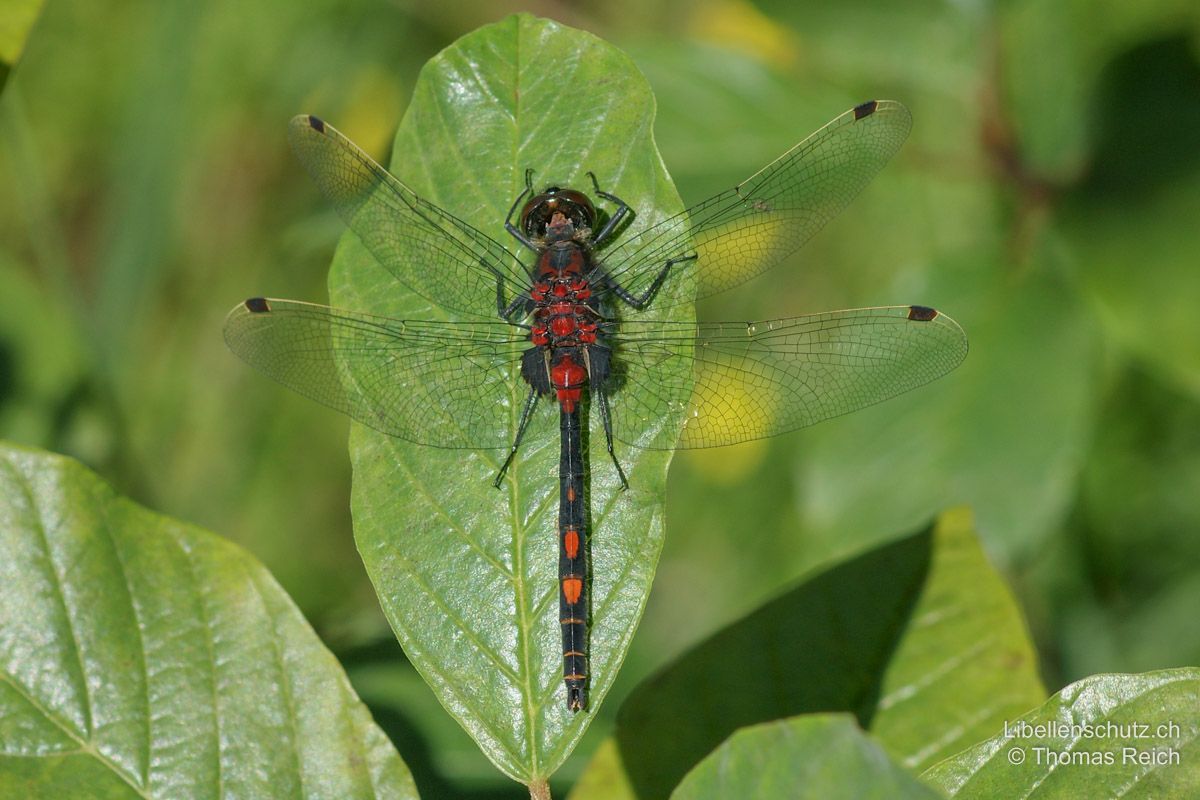 Kleine Moosjungfer (Leucorrhinia dubia), Männchen. Schwarze Flügelmale (sehr selten auch rötlich), schwarze Hinterleibsanhänge und schwarze Flecken an Hinterflügelbasis. Flügelvorderrand in basaler Hälfte dunkel (bei Leucorrhinia rubicunda gelb).