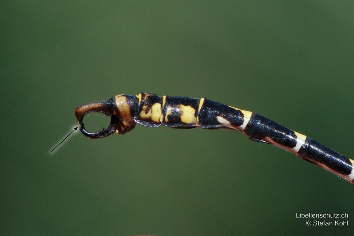 Kleine Zangenlibelle (Onychogomphus forcipatus forcipatus), Zangen. Die unteren Anhänge besitzen an der Spitze einen Fortsatz. Dieser ist für die Bestimmung der Unterart wichtig und zeigt bei Onychogomphus forcipatus forcipatus nach oben (bei Onychogomphus forcipatus unguiculatus zeigt der Fortsatz nach schräg vorne).