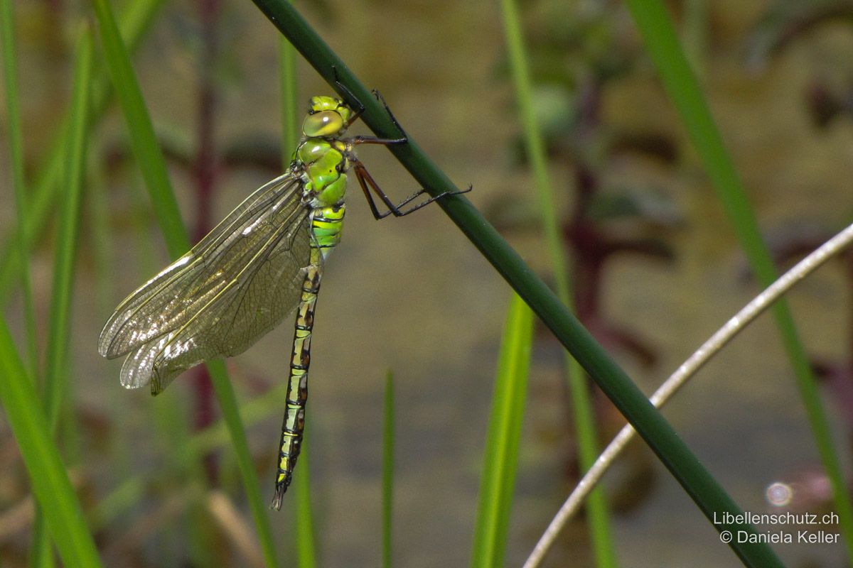 Grosse Königslibelle (Anax imperator), Jungtier. Frisch geschlüpftes Tier. Die Flügel sind noch nicht ganz aufgepumpt. Der Thorax hat bereits die typisch apfelgrüne Farbe. Auch die dunkle Mittellinie am Abdomen ist bereits sichtbar.