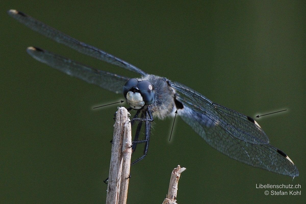 Östliche Moosjungfer (Leucorrhinia albifrons), Männchen. Weisses Gesicht, schwarze Flecken an Hinterflügelbasis (Gattungsmerkmal), kurze schwarze Pterostigmen mit weissen Aussenrändern.