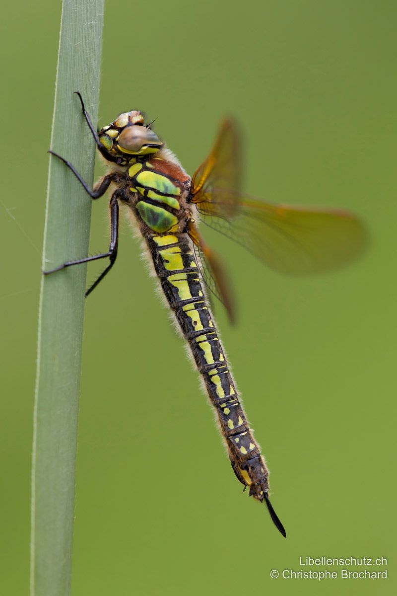 Früher Schilfjäger (Brachytron pratense), Weibchen. Das Abdomen des Weibchens ist dicker als beim Männchen. Frisch geschlüpfte Individuen sind schwarz und gelb gefärbt. Der Legeapparat ist hier gut sichtbar.