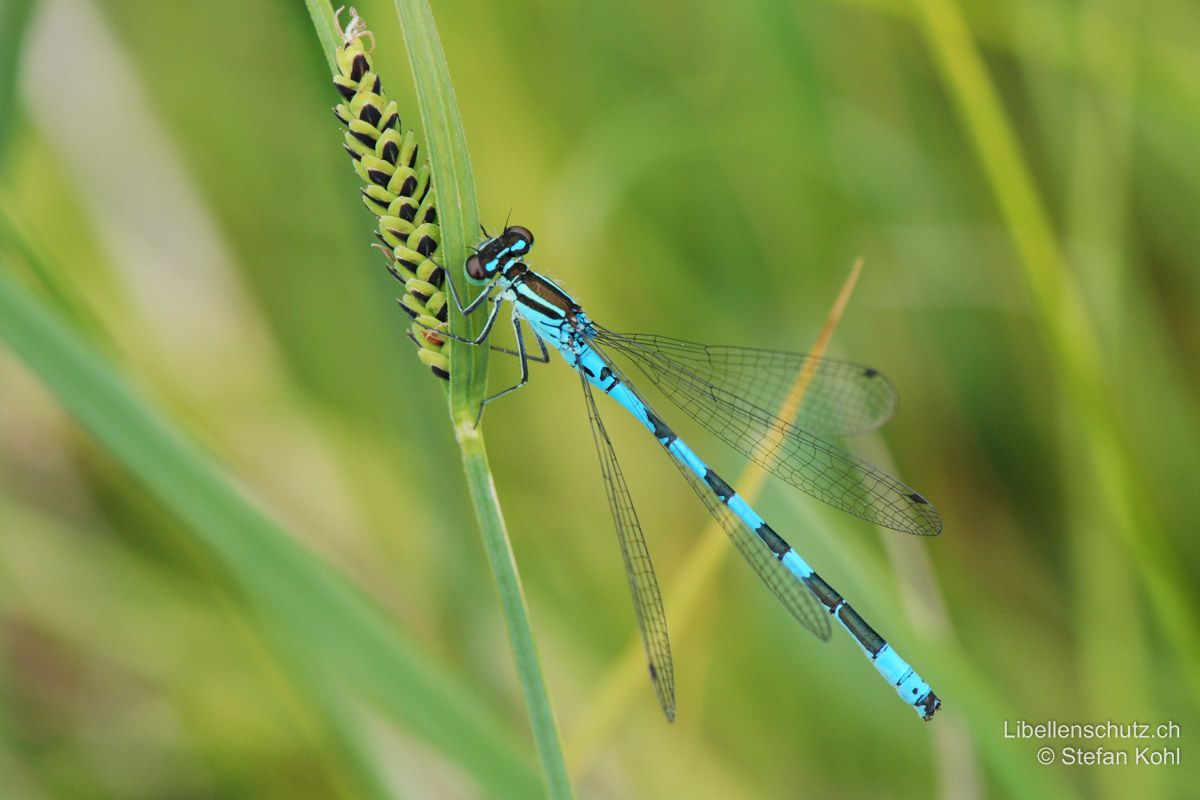 Speer-Azurjungfer (Coenagrion hastulatum), Männchen. Abdomen blau-schwarz, oft mit leichtem Grünstich.