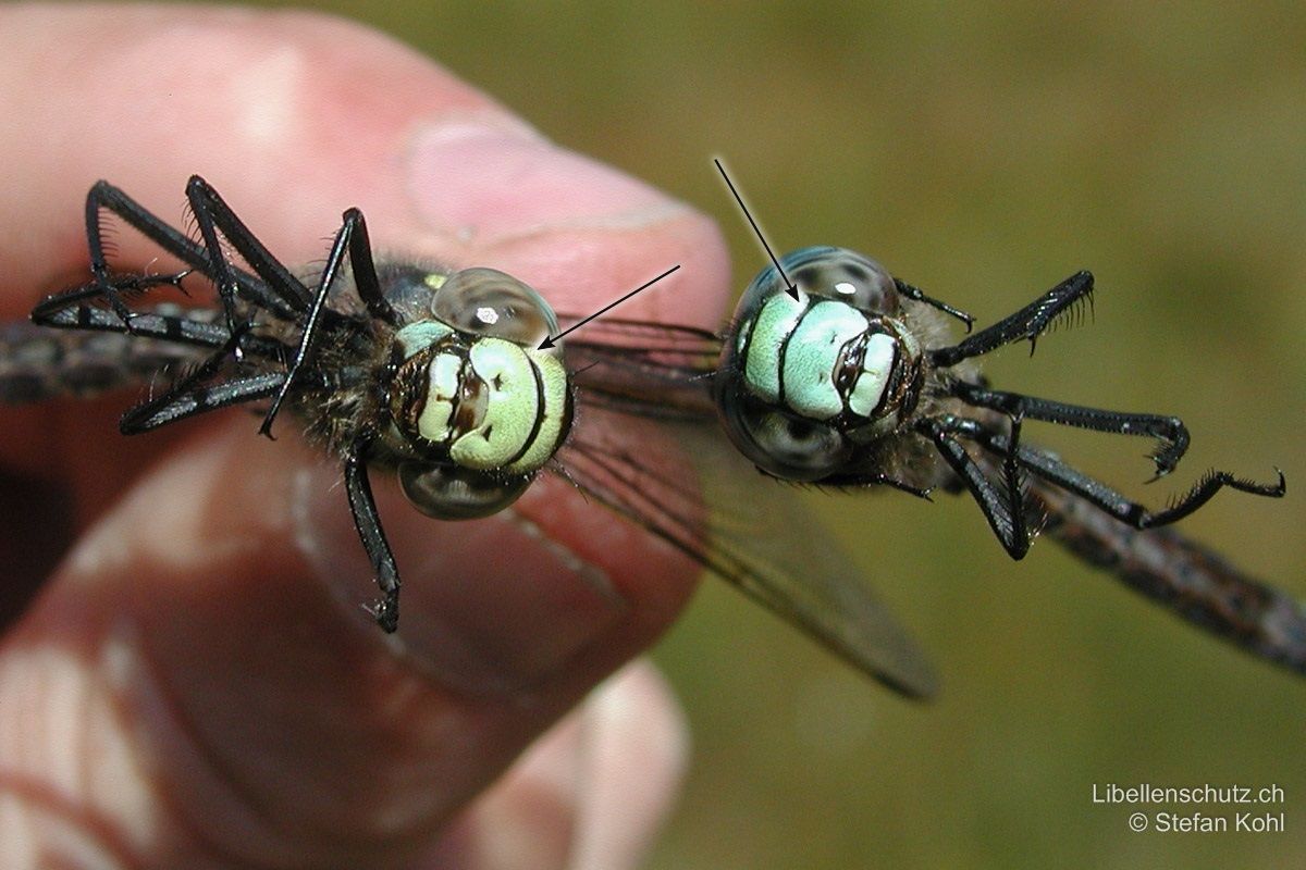 Hochmoor-Mosaikjungfer (Aeshna subarctica) im Vergleich zur Torf-Mosaikjungfer (Aeshna juncea). Die waagrechte Linie im Gesicht ist bei Aeshna subarctica (rechts) einheitlich dick, während sie bei Aeshna juncea (links) gegen die Augen hin schmaler wird.