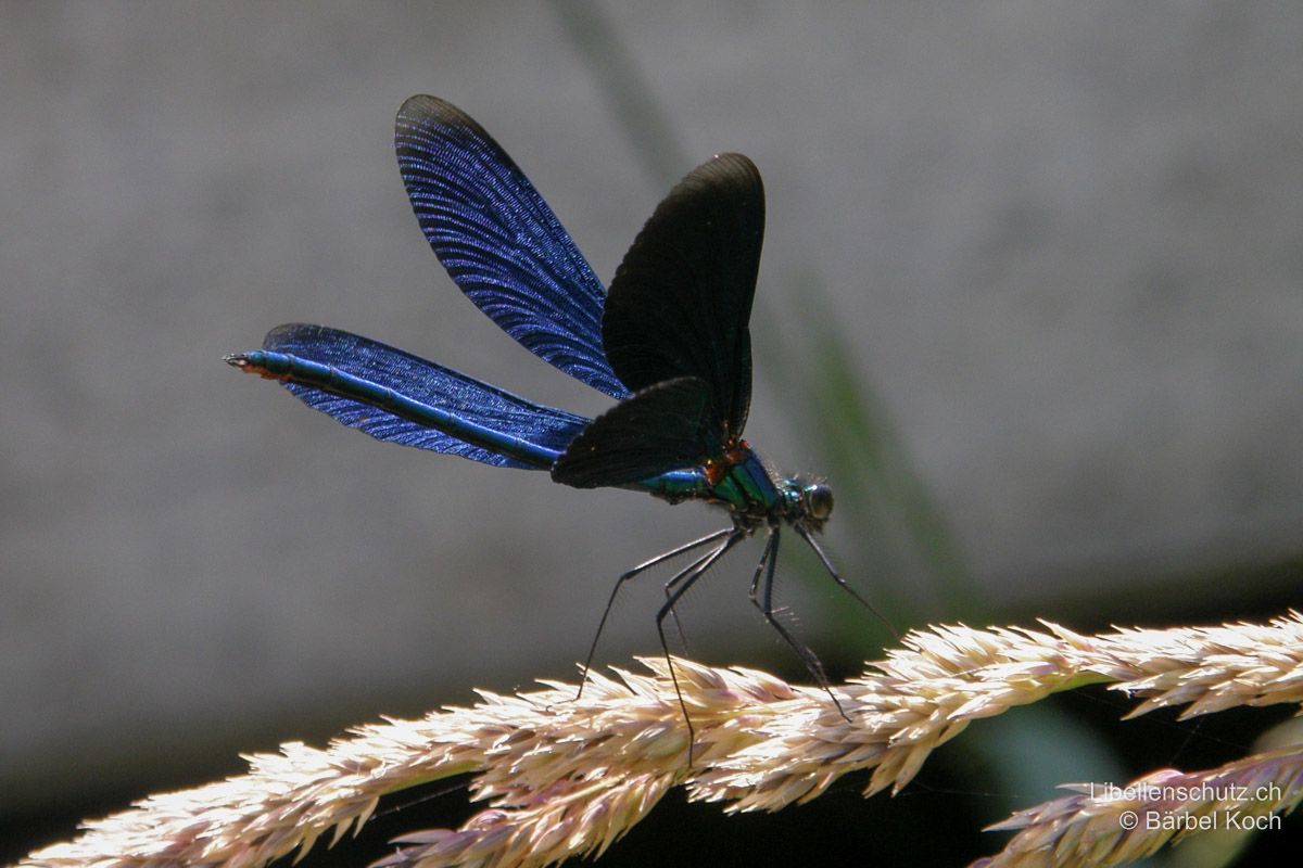 Blauflügel-Prachtlibelle (Calopteryx virgo), Männchen. Im Gegenlicht sind die transparenten Flügelspitzen gut sichtbar.