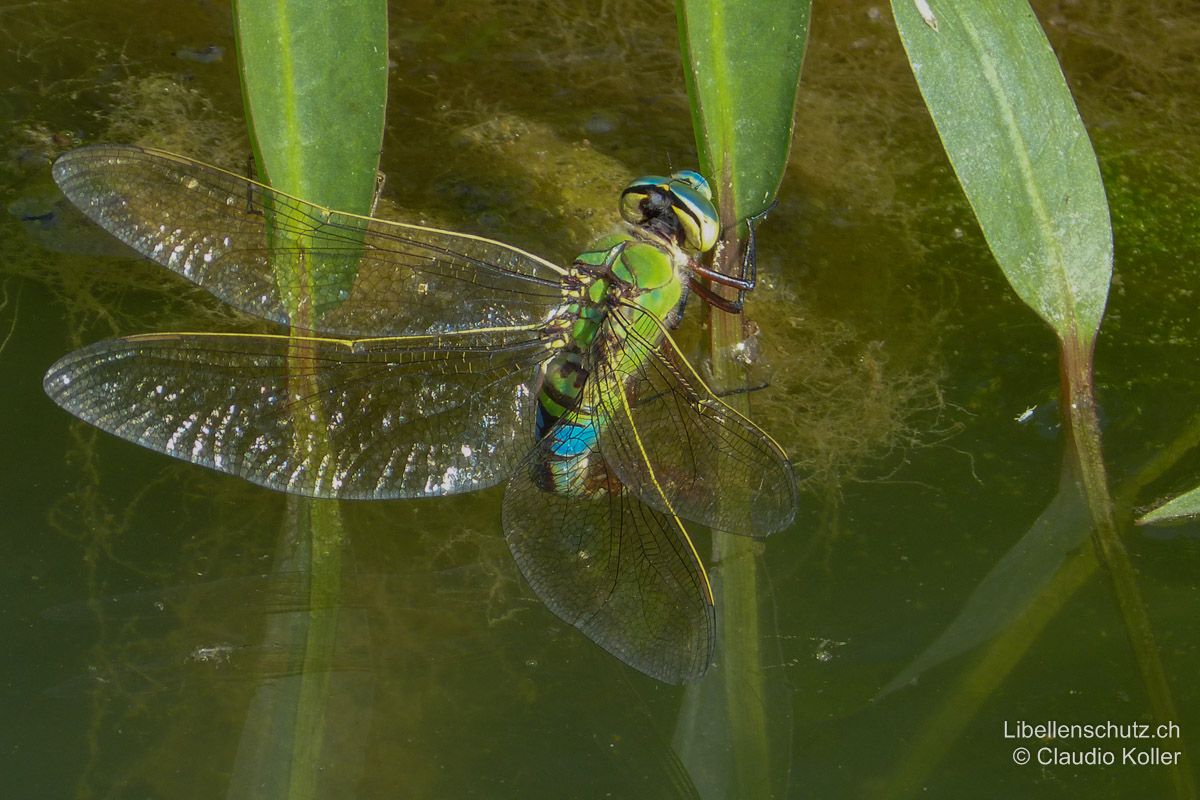 Grosse Königslibelle (Anax imperator), Weibchen bei der Eiablage. Auch lebende Pflanzen werden zur Eiablage genutzt. Dabei kann der Hinterleib bis zu den Flügelansätzen ins Wasser getaucht werden.