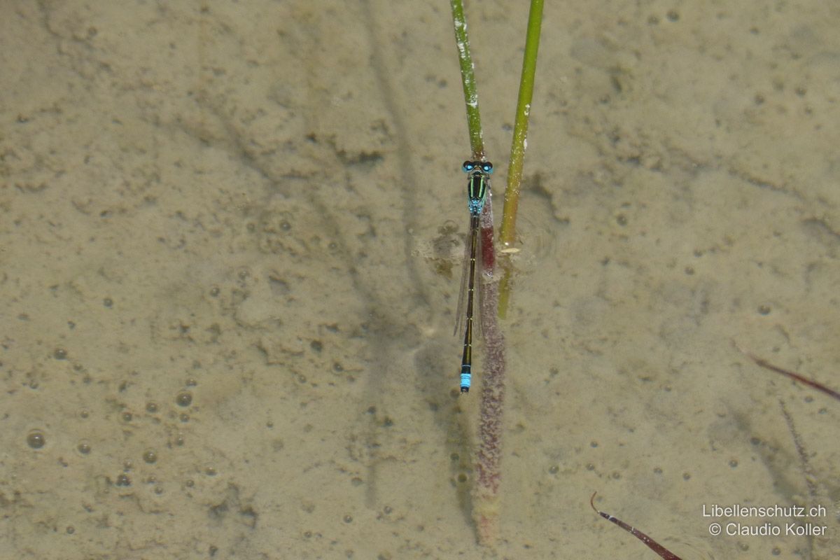 Kleine Pechlibelle (Ischnura pumilio), Männchen. Auch hier fallen auf Distanz als erstes der grünliche Thorax und das fast endständige Schlusslicht auf.