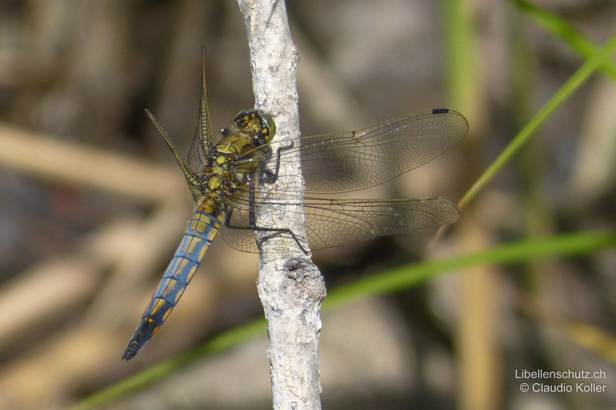 Grosser Blaupfeil (Orthetrum cancellatum), Männchen. Jüngeres Individuum in der Umfärbung. Abdomen mit gelben Flecken in der Mitte und an den Segmentseiten.