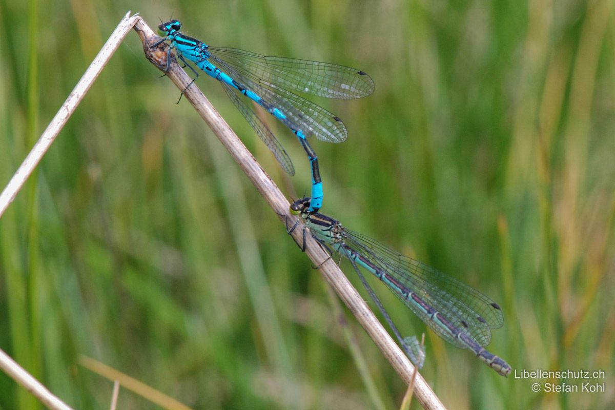 Speer-Azurjungfer (Coenagrion hastulatum), Tandem. Dieses Weibchen weist einen leichten Blaustich auf.