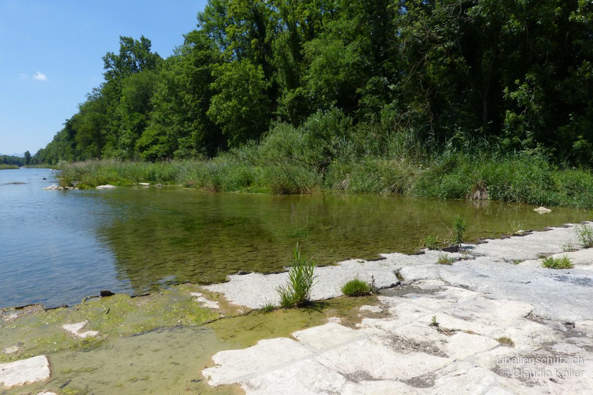 Blocksteinrampe bei Rupperswil AG. Bei tiefem Wasserstand wird das Wasser hier auf der linken Flusseite gestaut und es entsteht eine grössere strömungsberuhigte Bucht, wo auch Arten der Stillgewässer gefunden werden. Die Steine der Rampe werden von Arten wie der Kleinen Zangenlibelle (O. forcipatus) und auch dem Südlichen Blaupfeil (O. brunneum) als Sitzwarte genutzt.