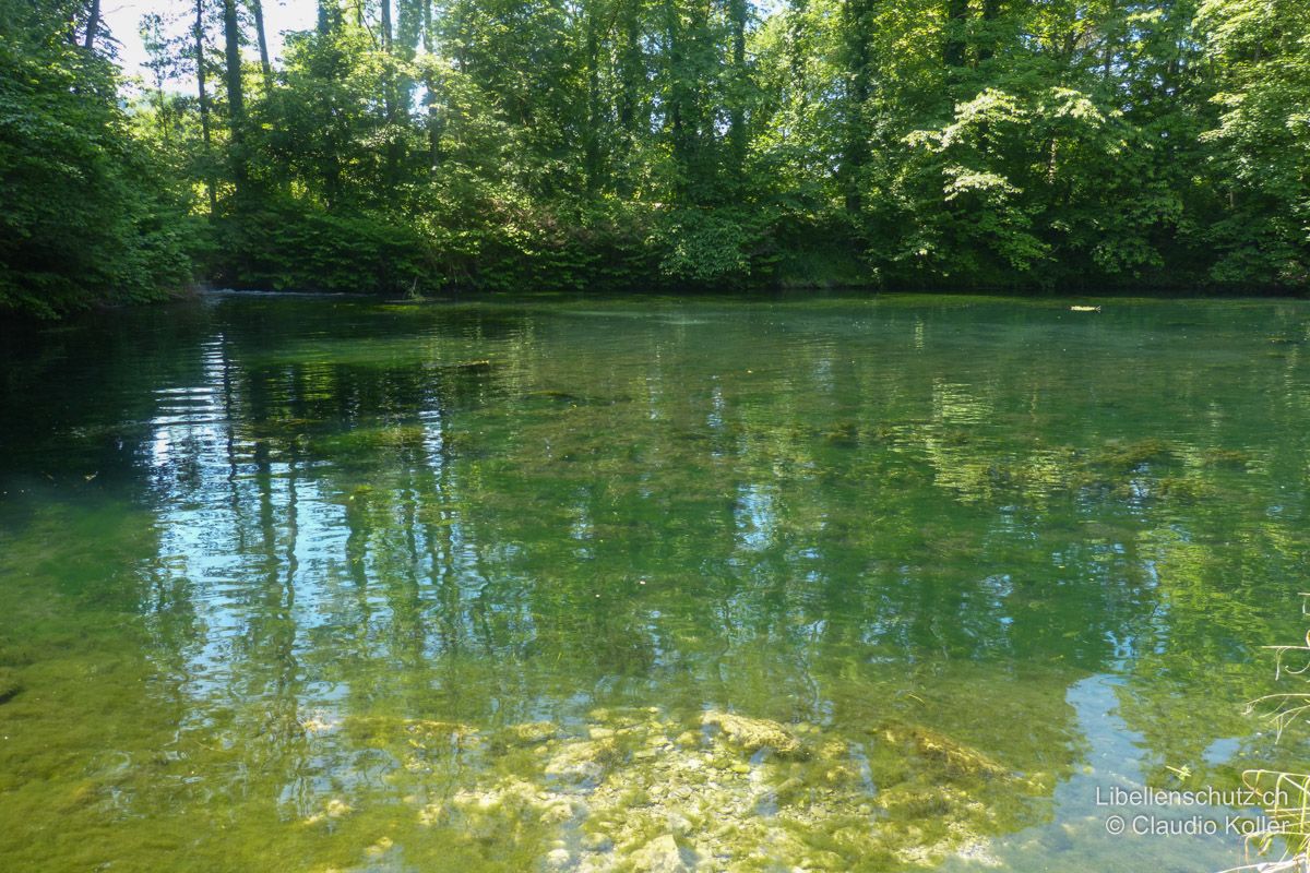 Auffangbecken von Quellwasser im Einzugsgebiet der Aare bei Holderbank AG. Das Wasser aus den Kanälen sammelt sich in einem Becken mit klarem, kühlem Wasser, das nur langsam abfliesst. Nebst wenigen Arten der Stillgewässer kann hier auch die Pokal-Azurjungfer (E. lindenii) beobachtet werden.