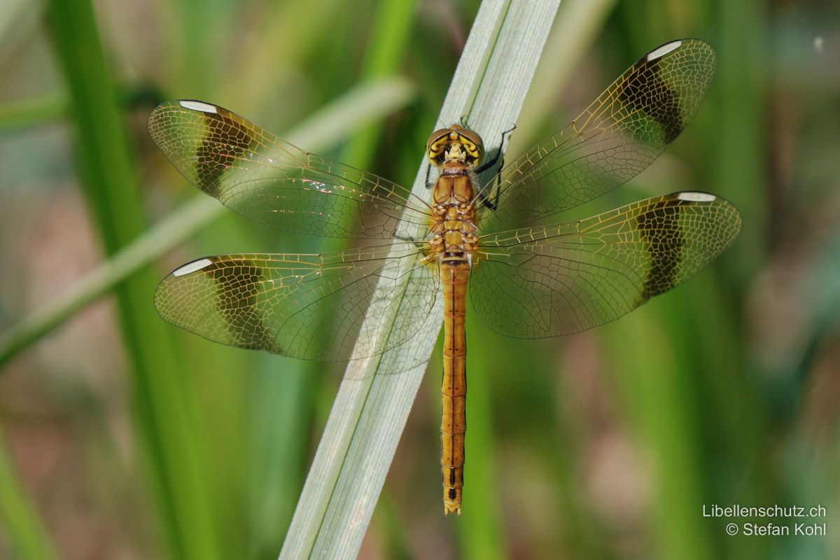 Gebänderte Heidelibelle (Sympetrum pedemontanum), Weibchen. Abdomen gelb/ockerfarbig. Pterostigmen cremefarbig/weiss. Ebenfalls mit braunen Flügelbinden.