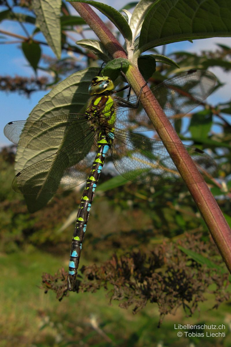 Blaugrüne Mosaikjungfer (Aeshna cyanea), Männchen. Abdomen schwarz, oberseits mit grünen Flecken (S1-S7). Flecken auf Abdomenseite und oberseits auf S8-S10 blau.