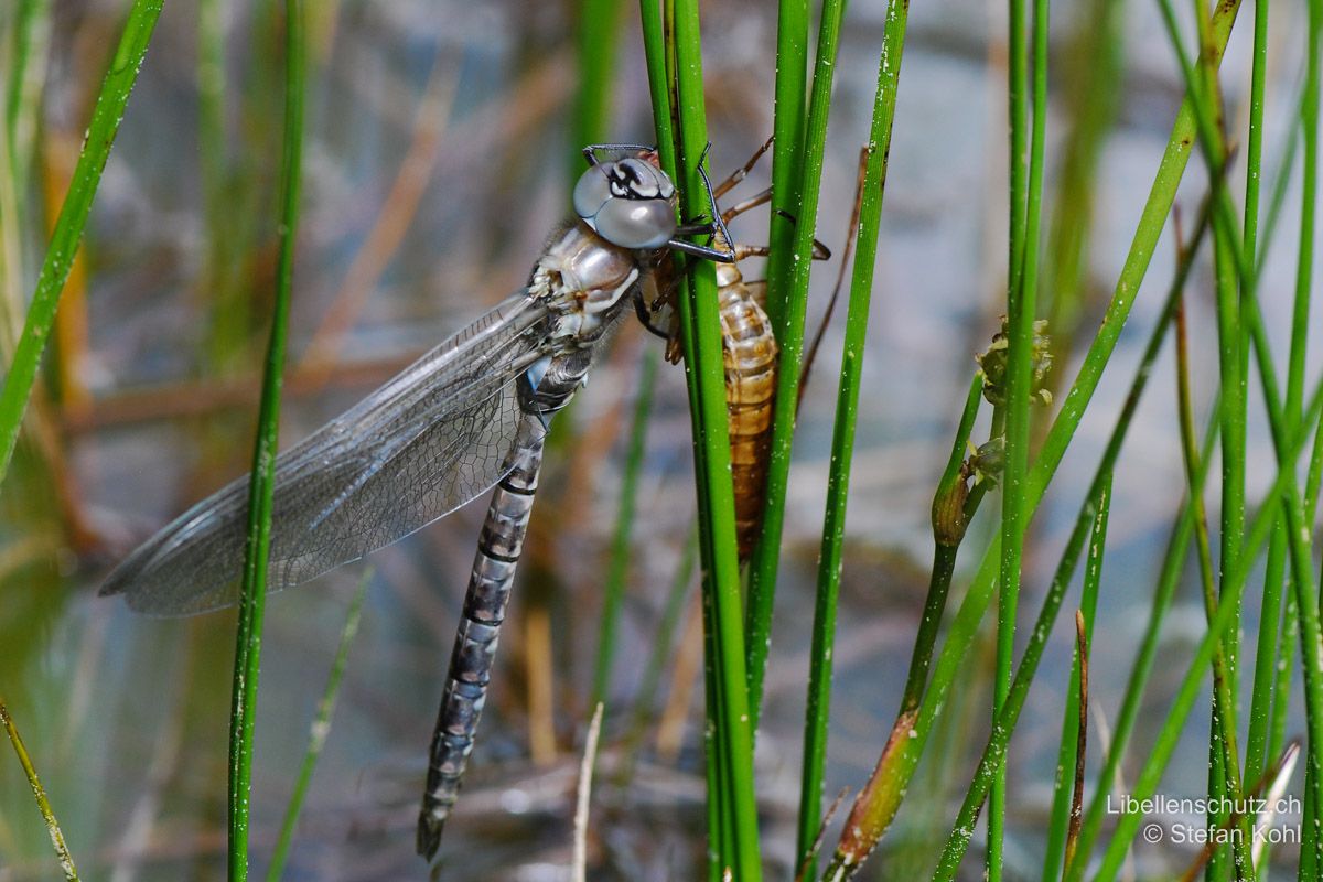 Alpen-Mosaikjungfer (Aeshna caerulea), Jungtier. Frisch geschlüpftes Individuum mit blasser Färbung.