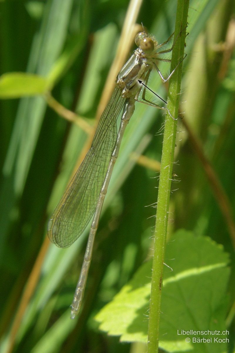 Weidenjungfer (Chalcolestes viridis), Jungtier. Frisch geschlüpftes, noch sehr blasses Männchen. Der dunkle Sporn an der Thoraxseite ist bereits sichtbar. Flügel noch über dem Körper zusammengelegt.