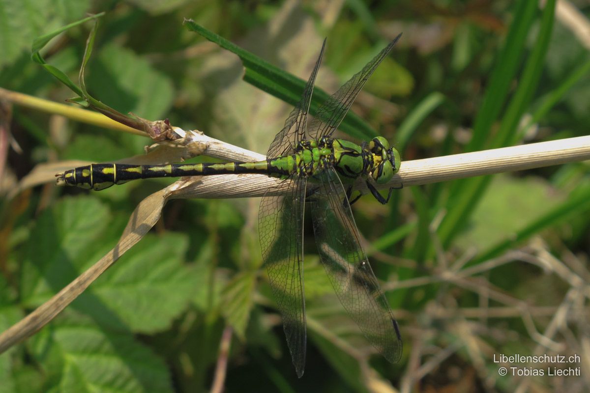 Grüne Flussjungfer (Ophiogomphus cecilia), Männchen. Thorax mit dünnen schwarzen Linien. Abdomenoberseite schwarz mit hellen Flecken auf S1-S10. S2 mit grünem Dreieck, S3-S7 mit gelben, nach hinten zeigenden Dreiecken. S8-S9 keilförmig verbreitert und  mit runden gelben Flecken.