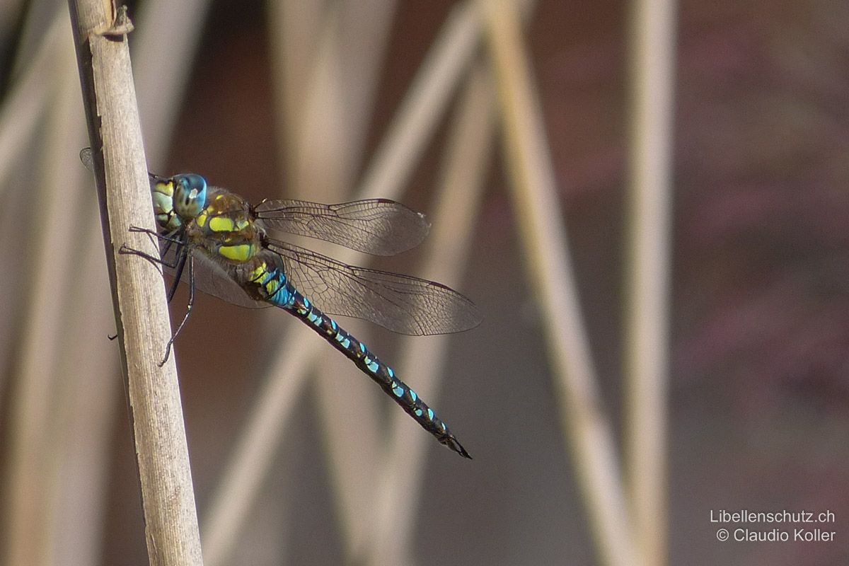 Herbst-Mosaikjungfer (Aeshna mixta), Männchen. Thorax braun mit zwei gelben Bändern an den Seiten, ähnlich Aeshna juncea.