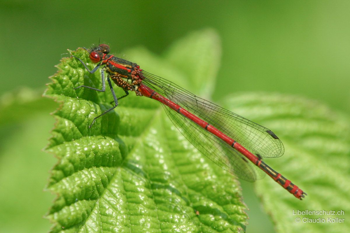 Frühe Adonislibelle (Pyrrhosoma nymphula), Männchen. Thorax schwarz mit gelben Seiten (hier von Milben befallen), Antehumeralstreifen Ausrufezeichen-förmig, bei älteren Tieren rot. Keine Postokularflecken, dunkle Pterostigmen.