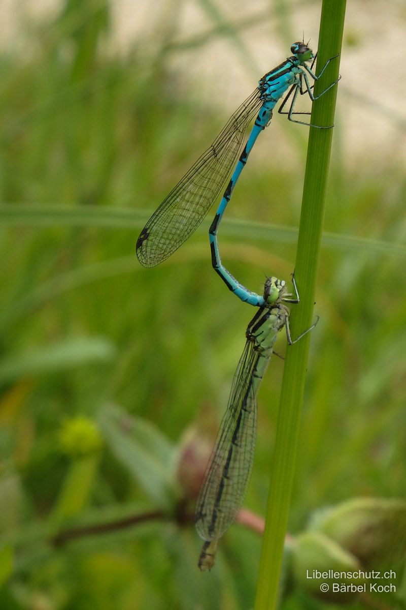 Speer-Azurjungfer (Coenagrion hastulatum), Tandem. Weibchen mit grüner Unterseite.