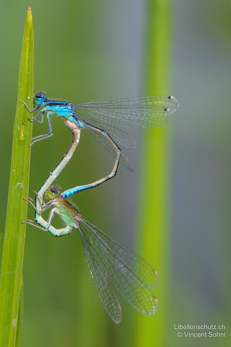 Kleine Pechlibelle (Ischnura pumilio), Paarungsrad. Gut zu sehen sind die unterschiedlichen Pterostigmen: Bei Männchen an den Vorderflügeln zweifarbig, an den Hinterflügeln einfarbig. Bei Weibchen an beiden einfarbig. Die Thoraxseite dieses älteren Weibchens ist grünlich-braun.